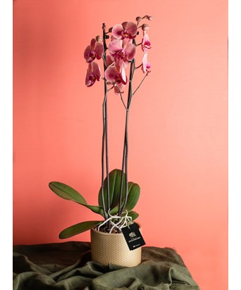 Dore Saksıda Çift Renk Özel Orkide